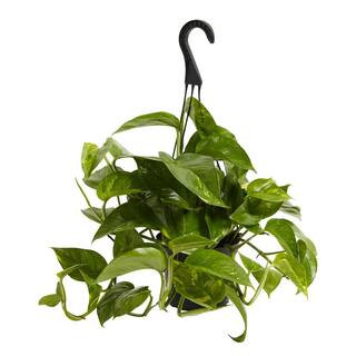 6 in. Golden Pothos (Epipremnum Aureus) Plant in Grower Pot | The Home Depot