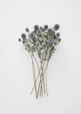 Blue Dried Echinops Globe Thistles - 16-22" | Afloral