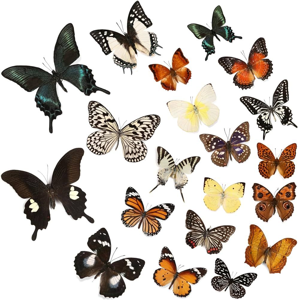 12 Pcs Real Butterfly Specimen - Taxidermy Butterfly DIY Creative Production, Taxidermy Animals f... | Amazon (US)