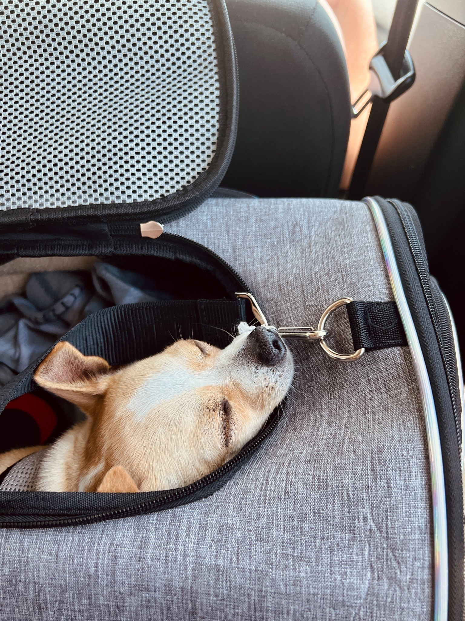 Absolutely LOVE this pet carrier, it has worked great for multiple flights!

#LTKPets #LTKSaleAlert #LTKActive