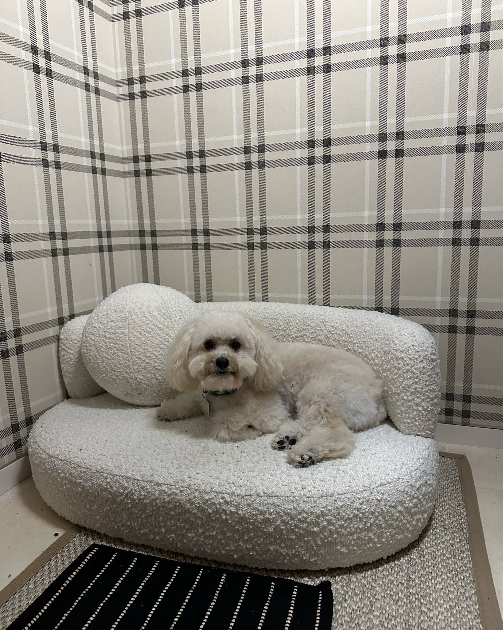 The dogs beds are on sale !!!! They’re so chic I love them :) little sofas :) such a good Wayfair find! 

#LTKHome #LTKSaleAlert #LTKPets