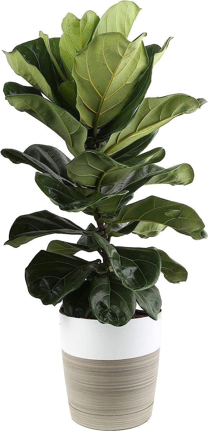 Costa Farms Live Indoor Ficus Lyrata, Fiddle Leaf Fig Tree - Floor Plant - Fresh from Our Farm, 3... | Amazon (US)