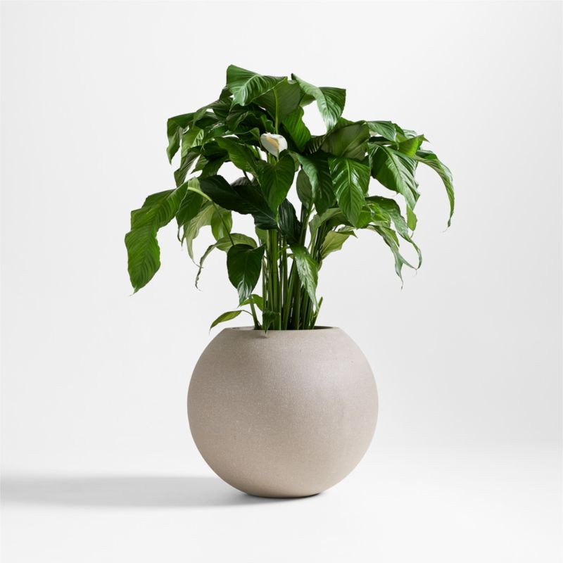 Sphere Large Sand Indoor/Outdoor Planter 26"x22.5" + Reviews | Crate & Barrel | Crate & Barrel