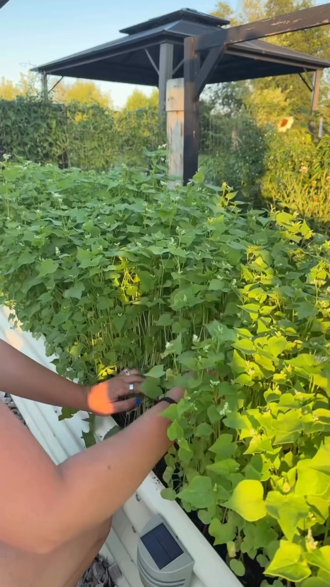 Buckwheat is one of the best “quick fix” cover crops, especially for summer and early fall plantings. 

Here are the main benefits of growing buckwheat as a cover crop:

🌱 Soil Health & Fertility
	•	Improves phosphorus availability – buckwheat’s roots exude acids that unlock phosphorus in the soil, making it available for future crops.
	•	Adds organic matter – when tilled or composted, it breaks down quickly, enriching soil structure.
	•	Boosts microbial activity – its rapid growth stimulates soil life.

🌾 Weed Suppression
	•	Fast-growing smother crop – buckwheat can shade out weeds in just 10–14 days.
	•	Outcompetes summer weeds like pigweed, lambsquarters, and foxtail.

🐝 Pollinator & Beneficial Insect Support
	•	Abundant flowers – bloom in as little as 4–6 weeks.
	•	Nectar source – attracts bees, butterflies, hoverflies, and predatory insects that help manage pests.

🌍 Erosion Control
	•	Dense canopy – protects bare soil from rain impact and wind erosion.
	•	Fine roots – hold soil particles together, preventing washouts.

🌿 Flexibility & Ease
	•	Fast turnaround – matures quickly, can be mowed or tilled in after 30–45 days.
	•	Grows in poor soils – tolerates low fertility better than many cover crops.
	•	Great for succession – can be planted between spring and fall crops.

Happy planting! 

#covercrops #gardening #raisedbedgarden #midwestgarden