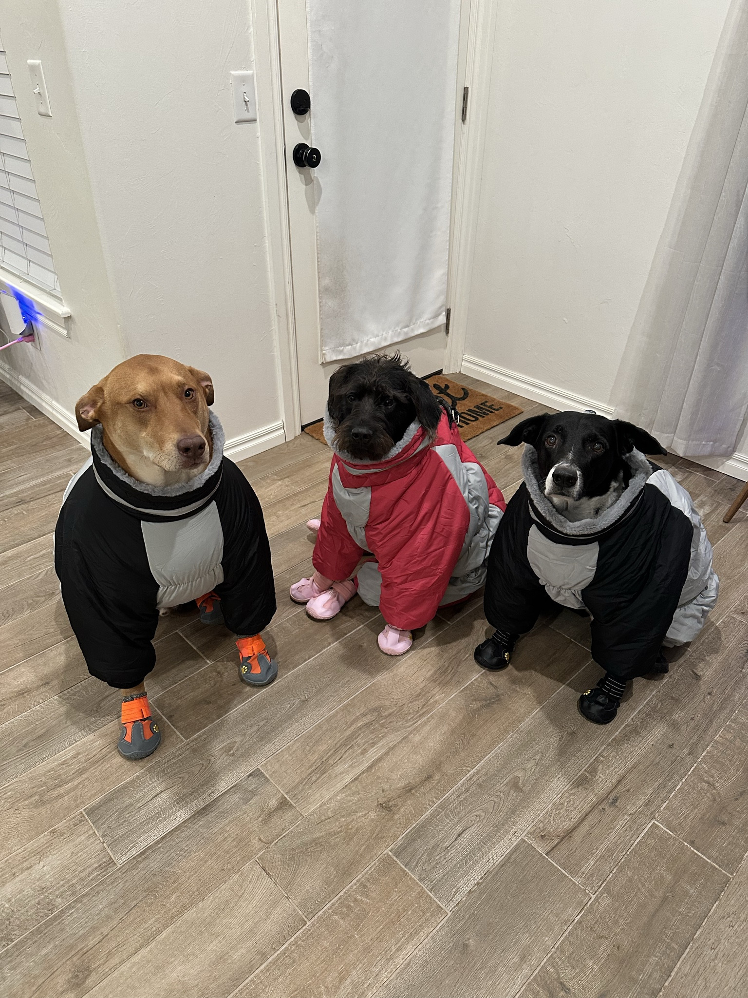 my babies will never be cold in a winter storm again with their full body jackets and shoes! kept their bodies and paws so warm. 

#LTKmomlife #LTKdayinmylife #LTKootd