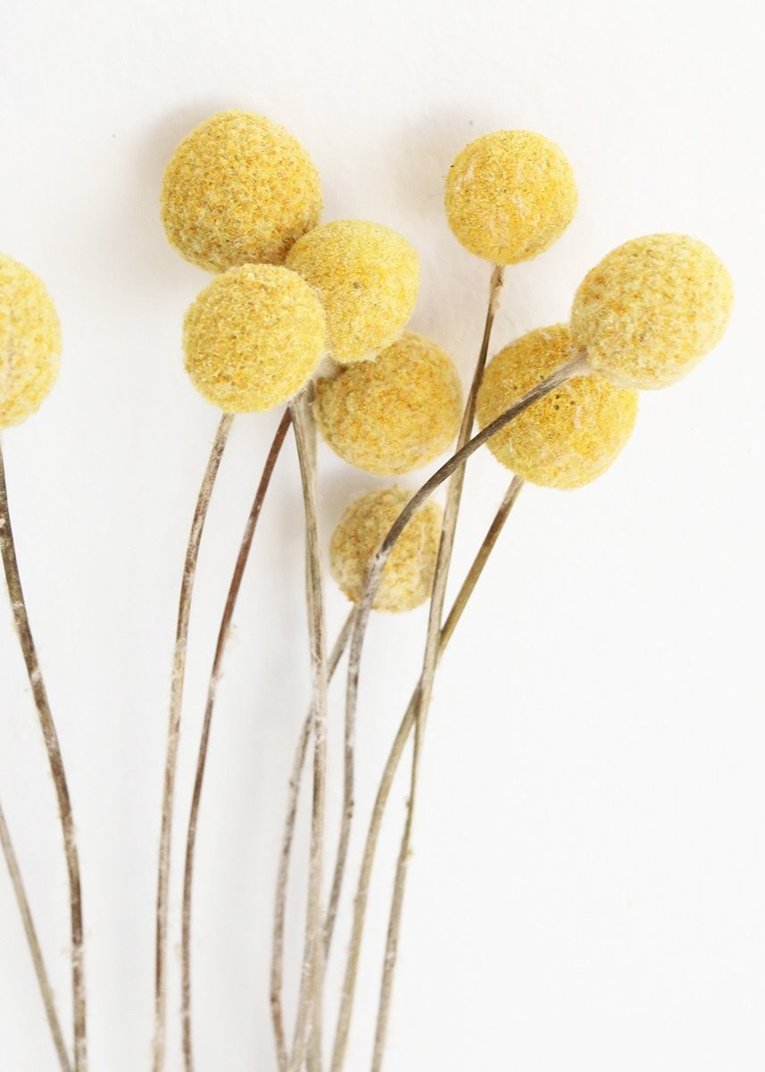 Pack of 10 - Dried Billy Buttons - Craspedia in Natural Yellow | Afloral (US)