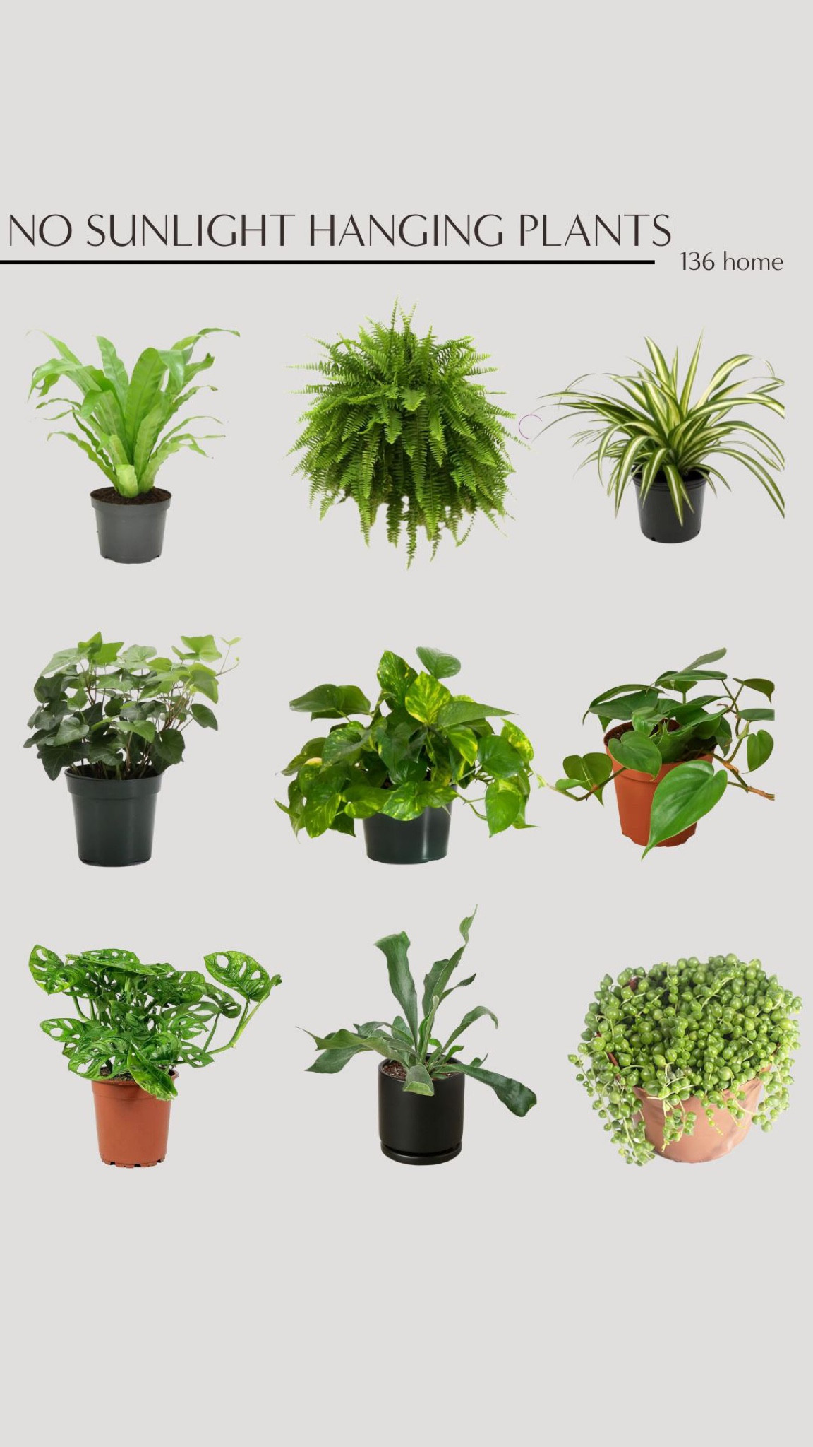 No Sunlight Hanging Plants #hangingplants #plants #plantdecor #lowmaintenanceplant #homedecor

#LTKstyletip #LTKhome #LTKFind