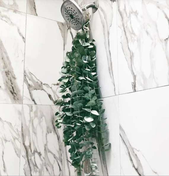 Fresh Eucalyptus Shower, Aromatherapy Shower, Therapeutic Bath,Shower plants, Babyblue Eucalyptus... | Etsy (US)