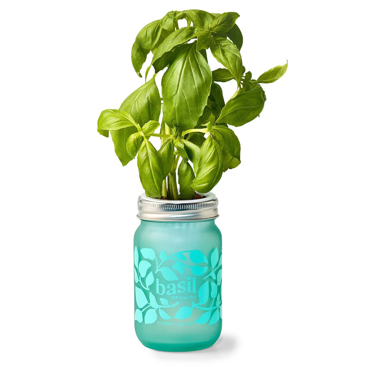 Modern Sprout Basil Green Pint Jar Grow Kit | Target