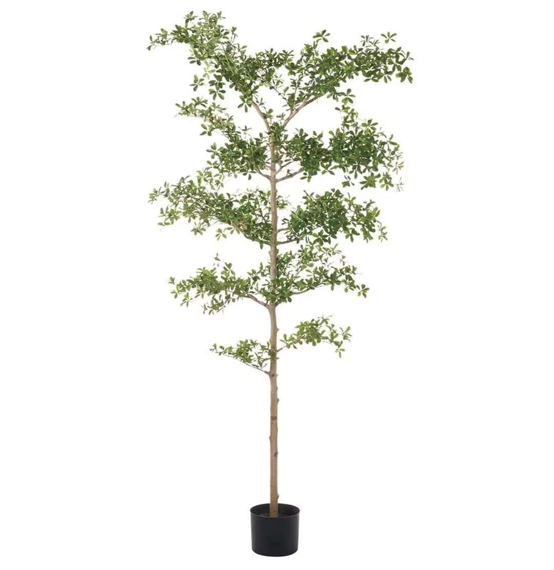 Faux Black Olive Tree, Shady Lady Tree, Olive Tree, Bucida Buceras Tree - Etsy | Etsy (US)