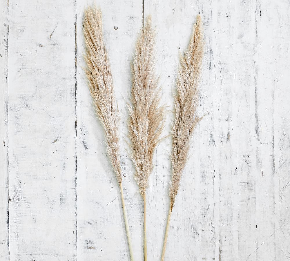 Dried Pampas Grass Branches, Natural - Set of 3 | Pottery Barn (US)