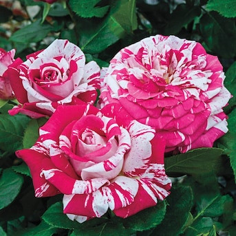 Spring Hill Nurseries Multicolor Flowering Neil Diamond Dormant Hybrid Tea 1 -Pack 1.0 -Pack in B... | Lowe's