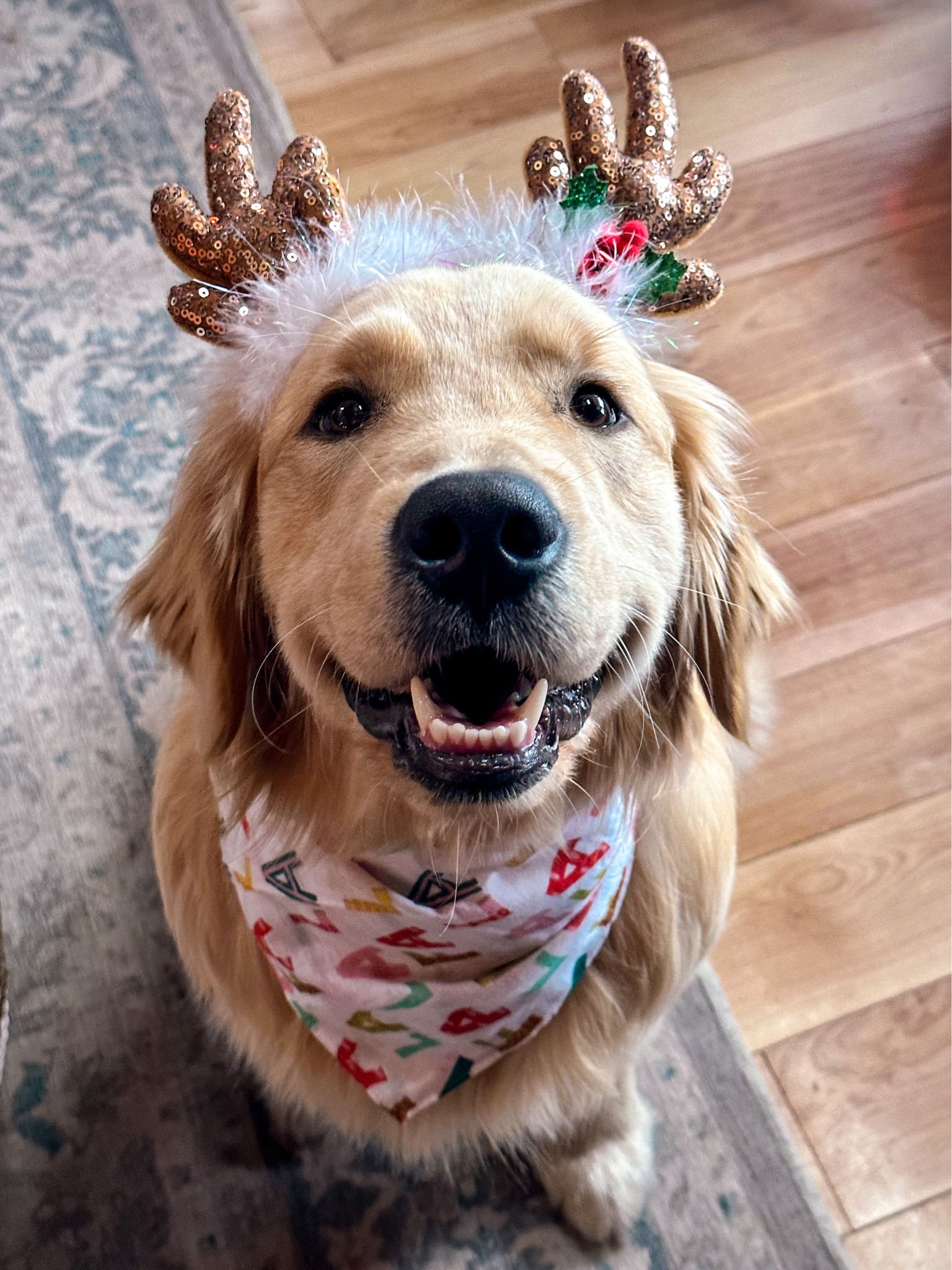 Comet bring Comet 🥰🦌🎄

#LTKunder50 #LTKSeasonal #LTKHoliday