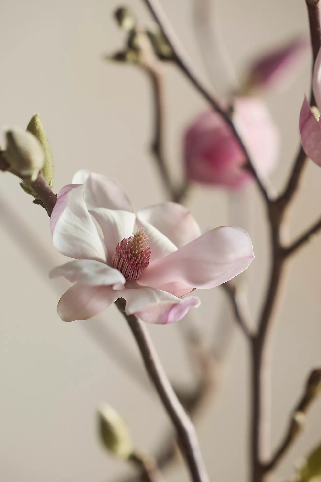 Tulip Magnolia Branches | Terrain
