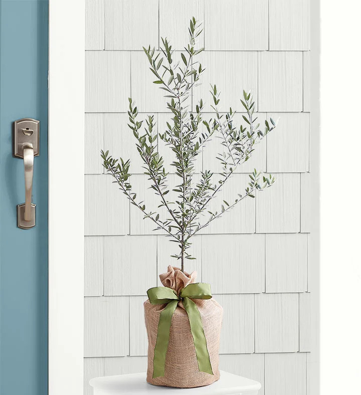 Olive Tree | 1800flowers.com