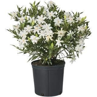 2.5 Qt. Gardenia Frostproof Shrub with White Flowers 14935 | The Home Depot