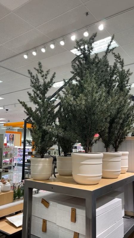 Magnolia has beautiful potted spruce trees this year in 4 different sizes! These are the 40” and the 30”. Perfect for holiday decor on the porch, mantle or table!

#LTKHoliday #LTKSeasonal #LTKhome