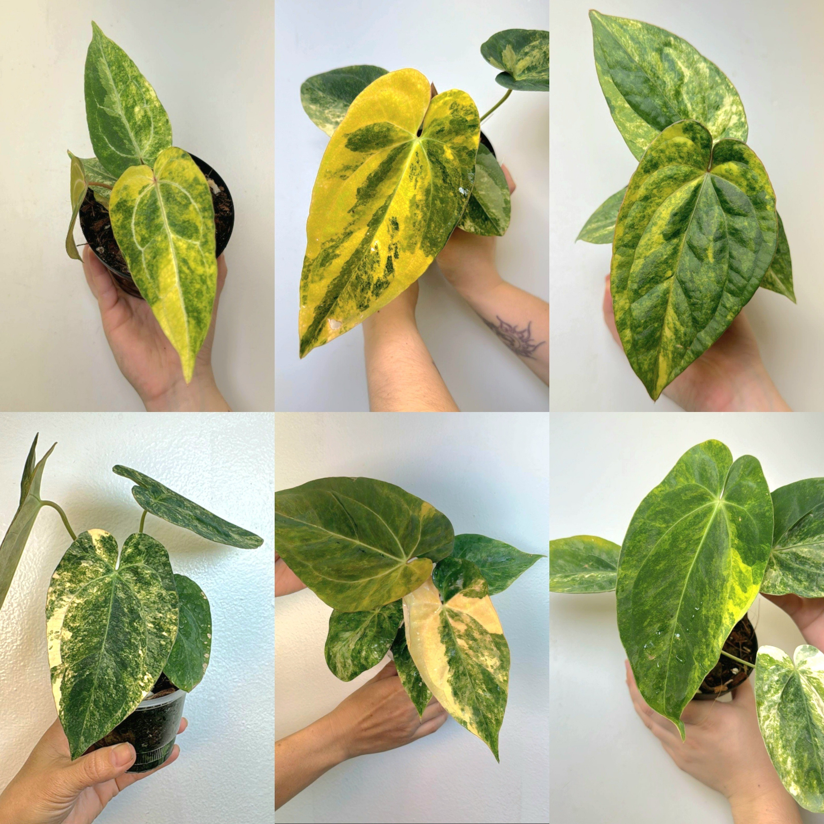 Anthurium Papillilaminum Variegated.

#LTKHoliday #LTKSeasonal #LTKFamily