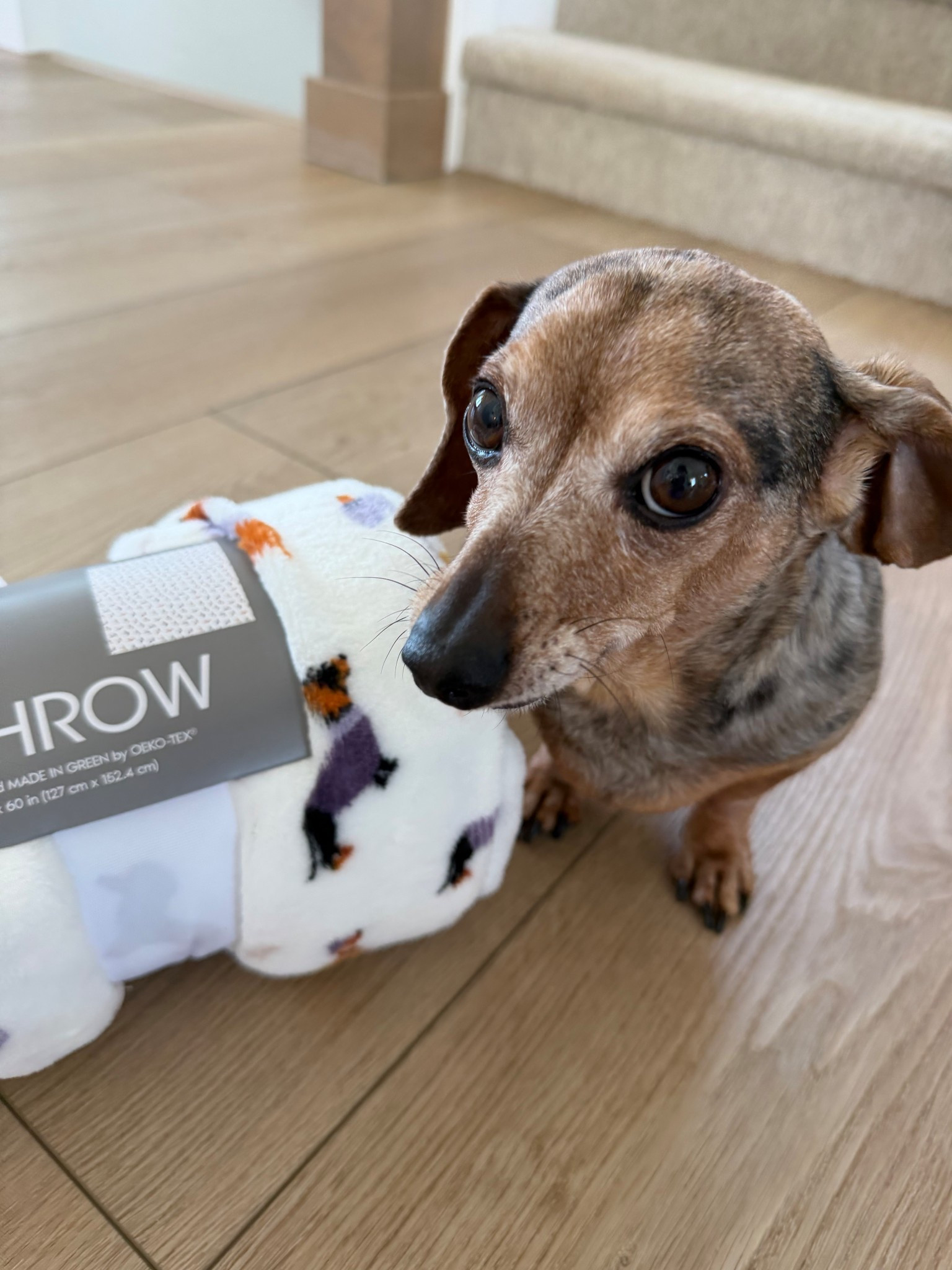 Yes I bought my dog a threshold blanket because it had dachshunds on it. It was only $10 and so soft. Plus so many other cute prints  

#LTKdayinmylife #LTKHome