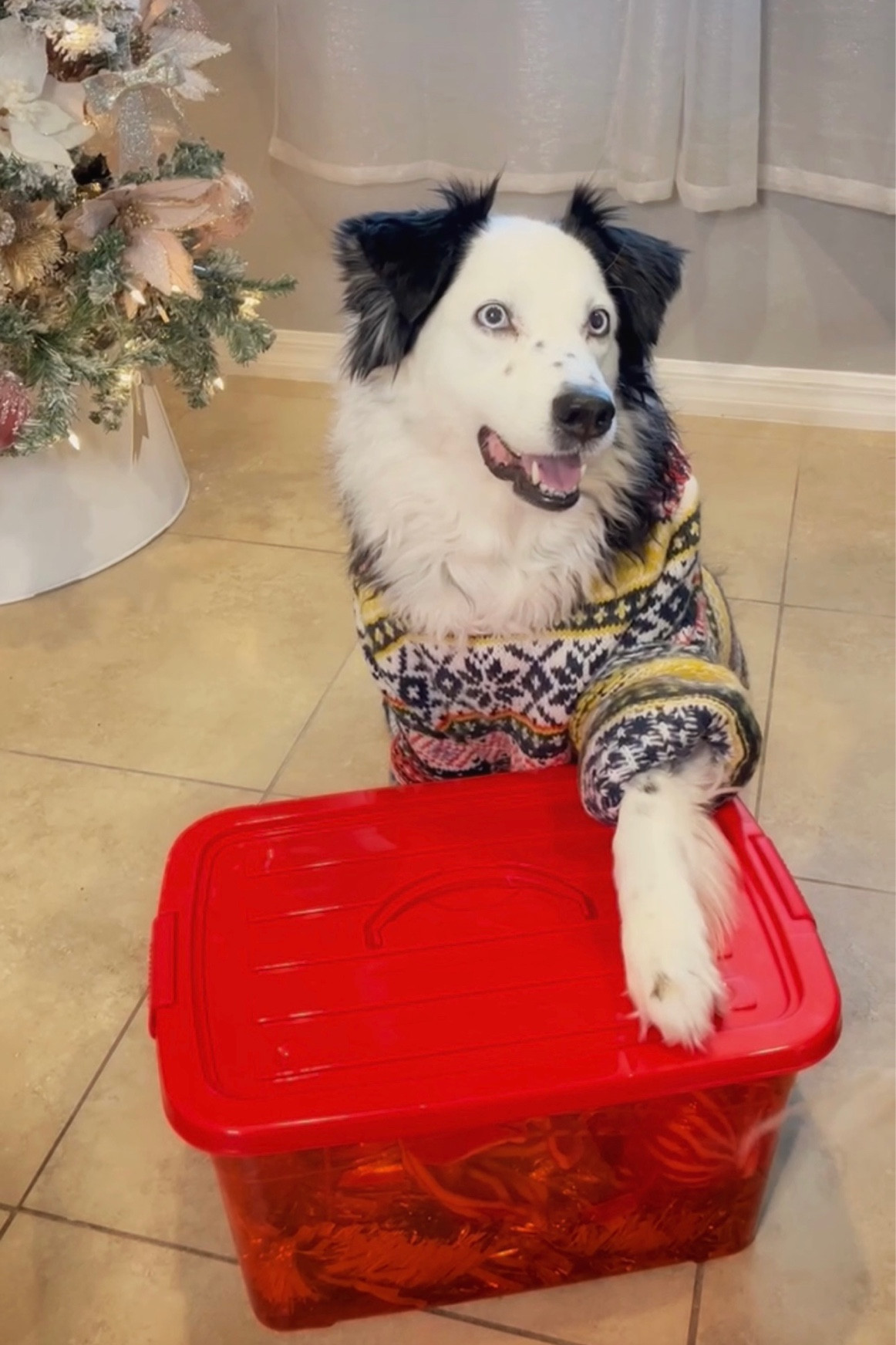 It’s pawsatively time for Christmas 

#LTKHolidaySale #LTKHoliday #LTKSeasonal