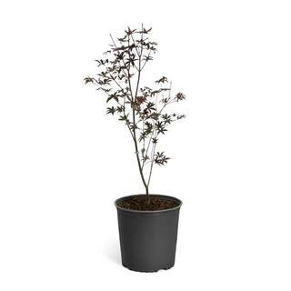 Brighter Blooms 2 Gal. Bloodgood Japanese Maple Tree-MAP-JAP-23-2 - The Home Depot | The Home Depot