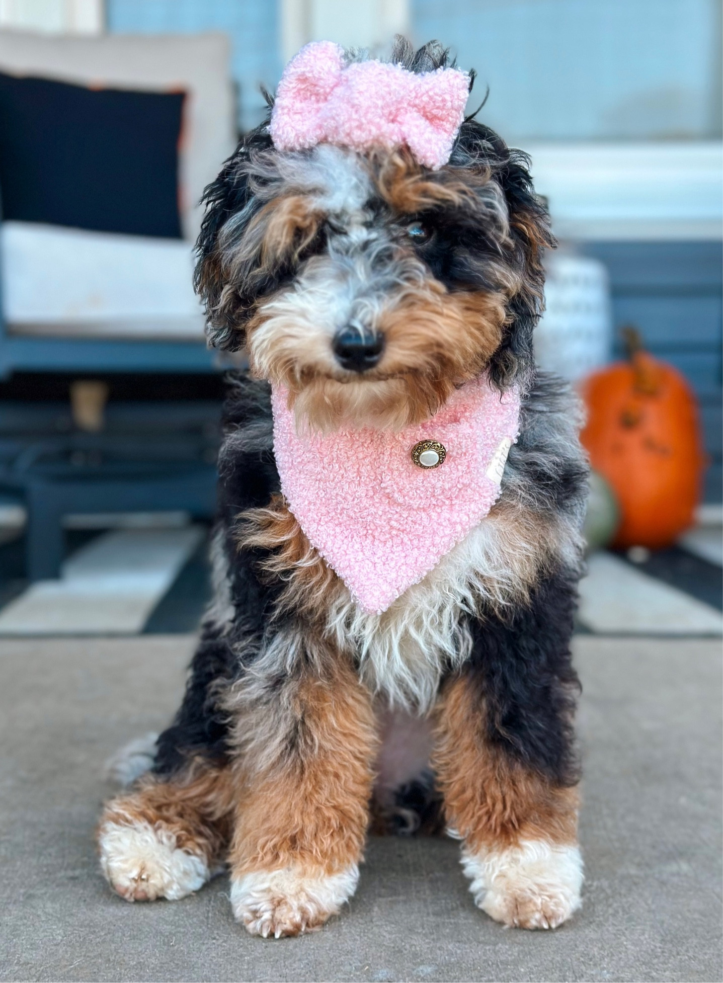 Sweater Weather 🍂🍁

Time to break out the sweater scarfs. 
Get one like ours from @pawshionbygigi and mention @doodlesbynature at checkout please🥰 .. if they’re sold out I linked similar below. 