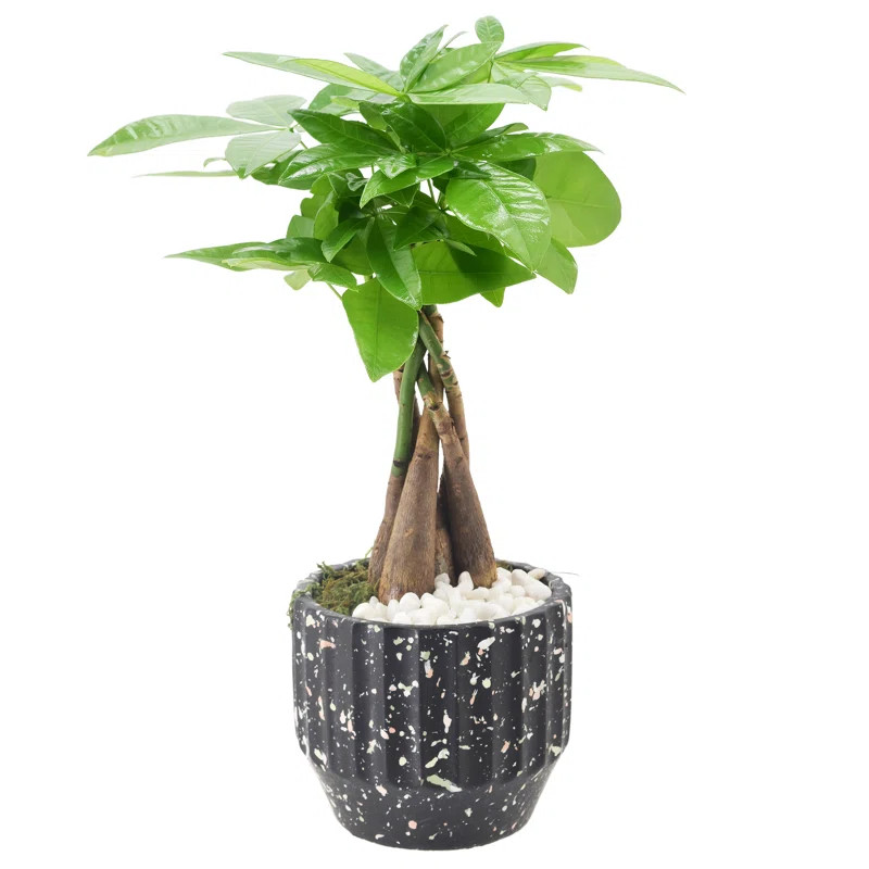 Arcadia Garden Products Live Money Tree (Pachira Aquatica) (Jade Plant) Plant in Ceramic Planter | Wayfair North America
