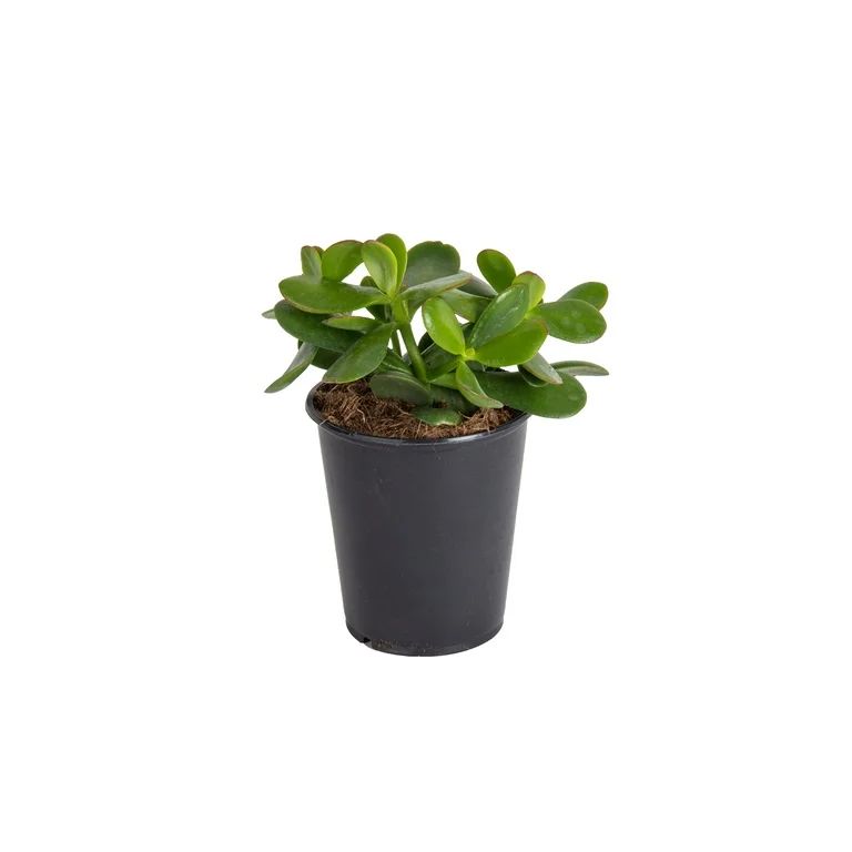 Costa Farms Desert Escape Live Plant Medium Green Jade in 4in Pot - Walmart.com | Walmart (US)