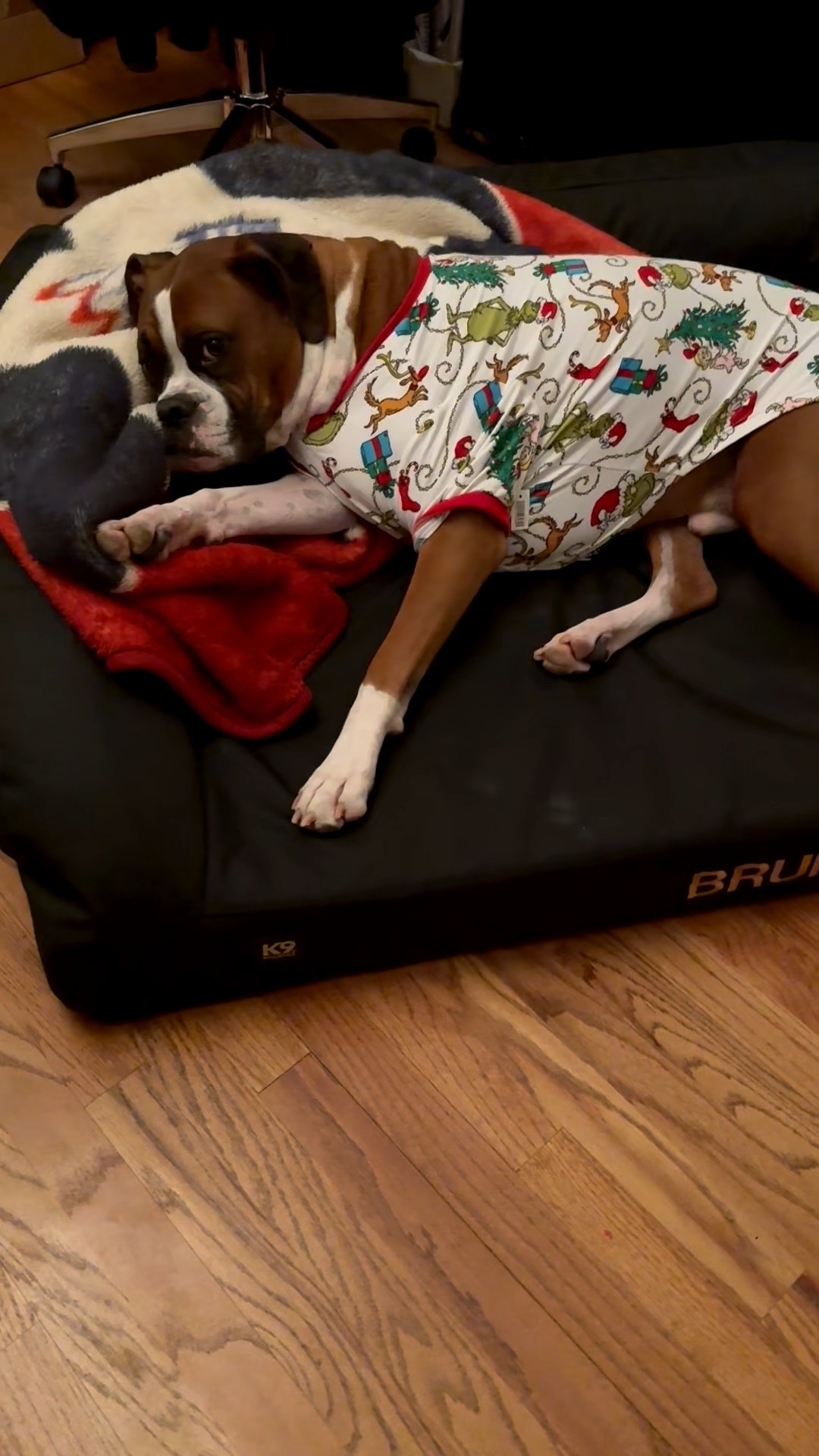 Bruno wants to open his Christmas presents🧑‍🎄🎅🎄


#LTKSeasonal #LTKHome #LTKHoliday