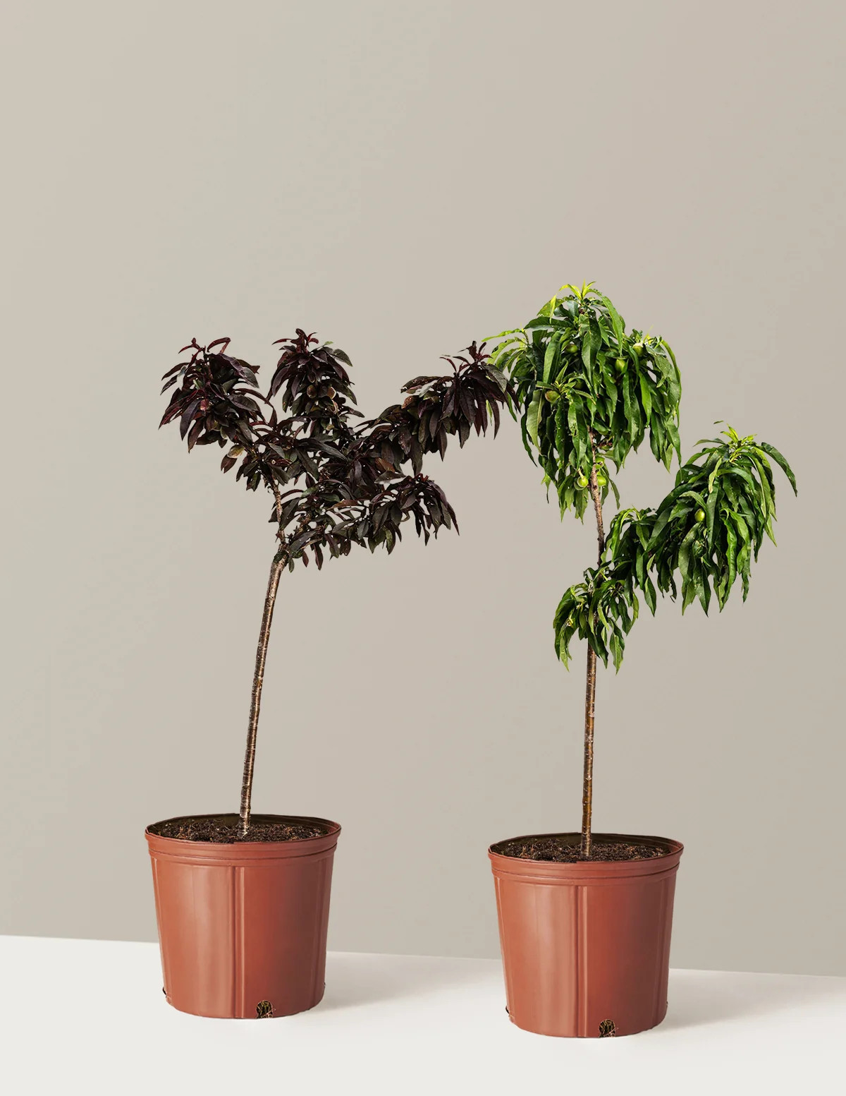 Patio Peach Tree Bundle | The Sill