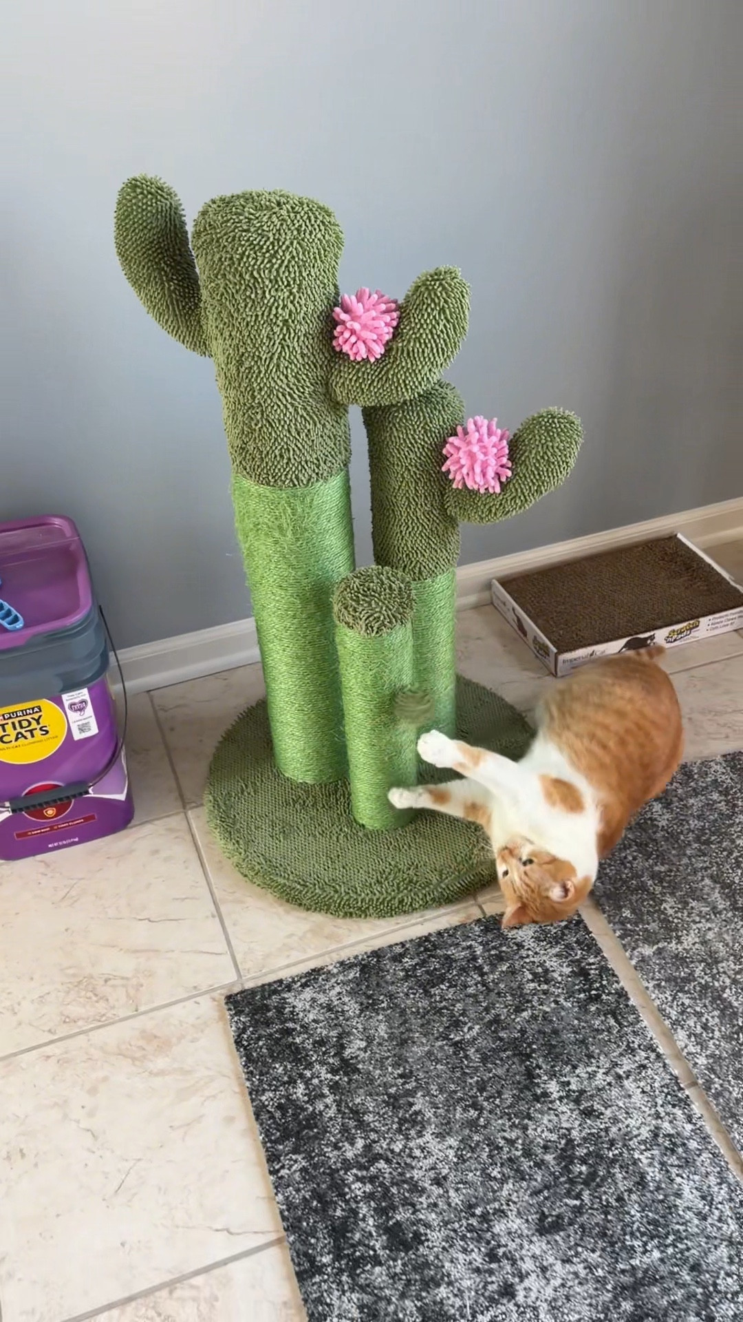 Our cat, Cleo, loves her cactus scratching post!  And we do too, because it’s so cute!  

Cat trees from Chewy
Cat scratching posts
Cat enrichment 