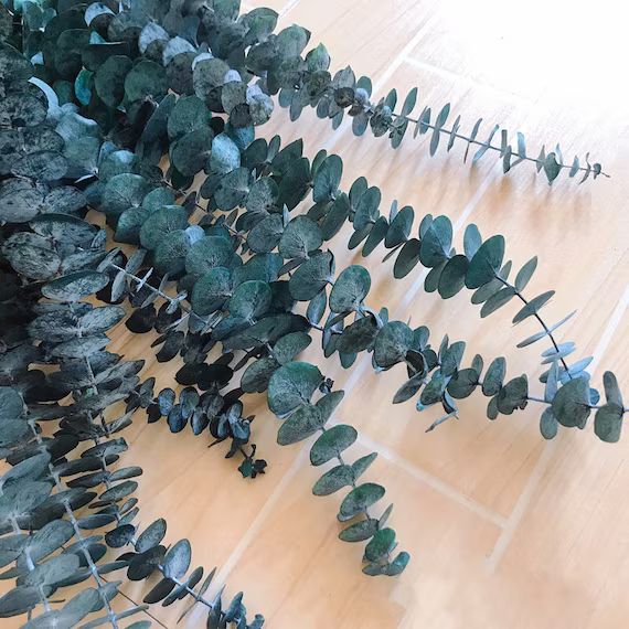DIY Craftsstabilized Preserved Cinerea Baby Eucalyptus Tall - Etsy | Etsy (US)