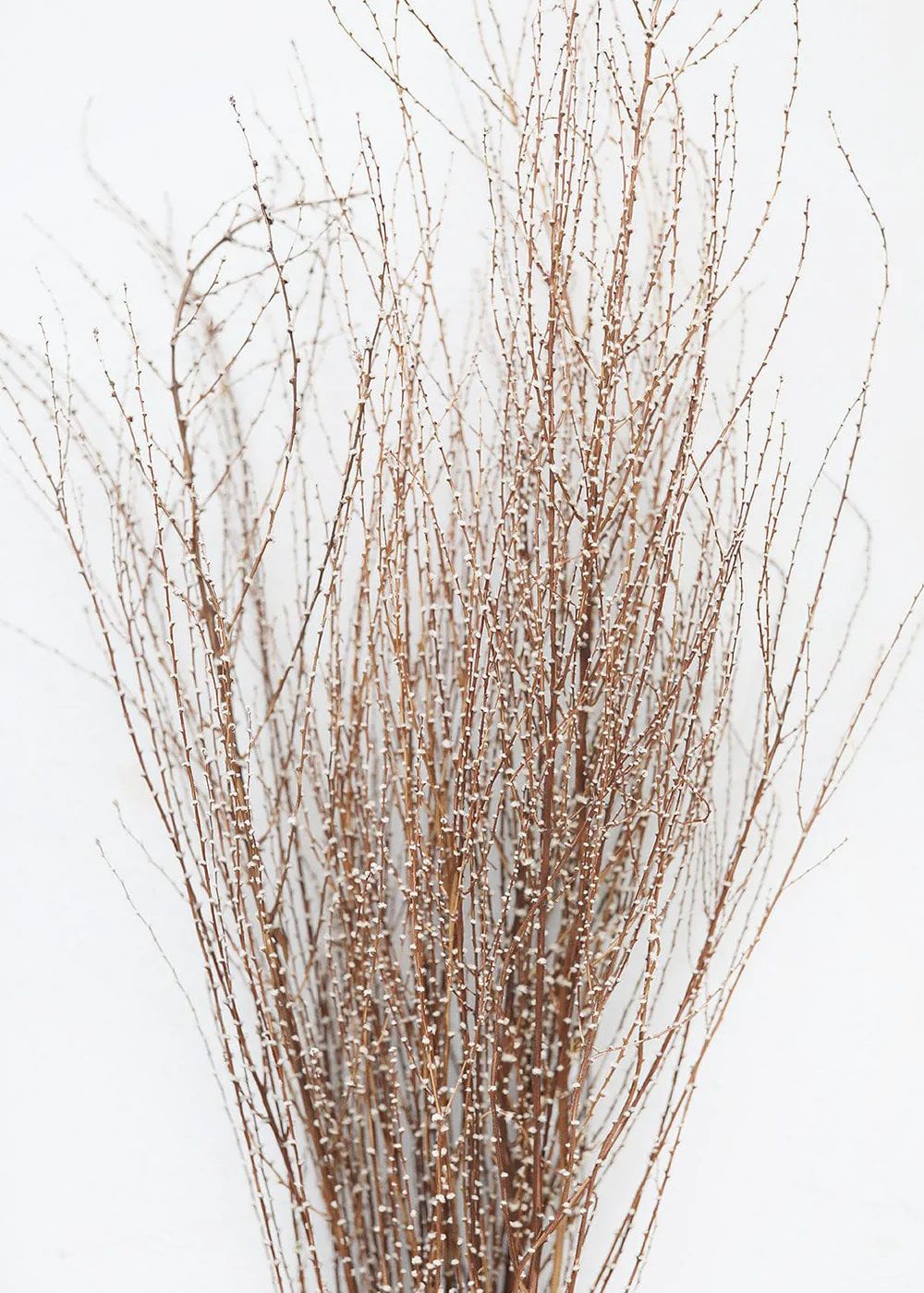 Dried Hoary Willow Branches - 20-30 | Afloral