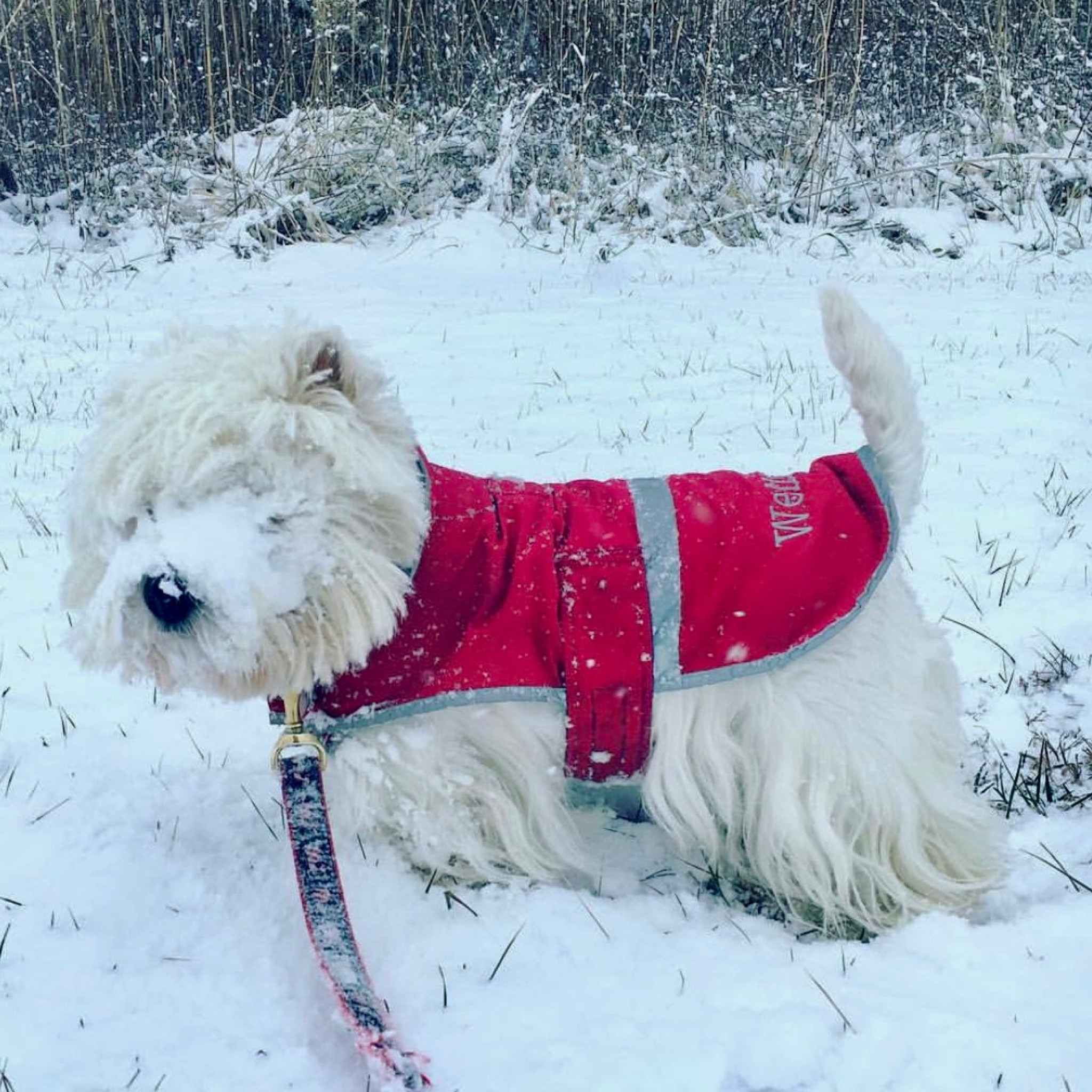 So it’s not snowing here yet.. but why not be ready! Love this dog squall jacket for Wellie- so many colors to choose from plus you can get it monogrammed! Black Friday sale going on now as low as under $12 depending on color! 

#LTKHoliday #LTKGiftGuide #LTKCyberWeek