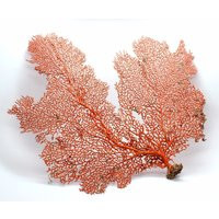 Dried Ocean Sea Fans | 7""-25"" You Choose Size Natural Coral Beach Coastal Décor | Etsy (US)