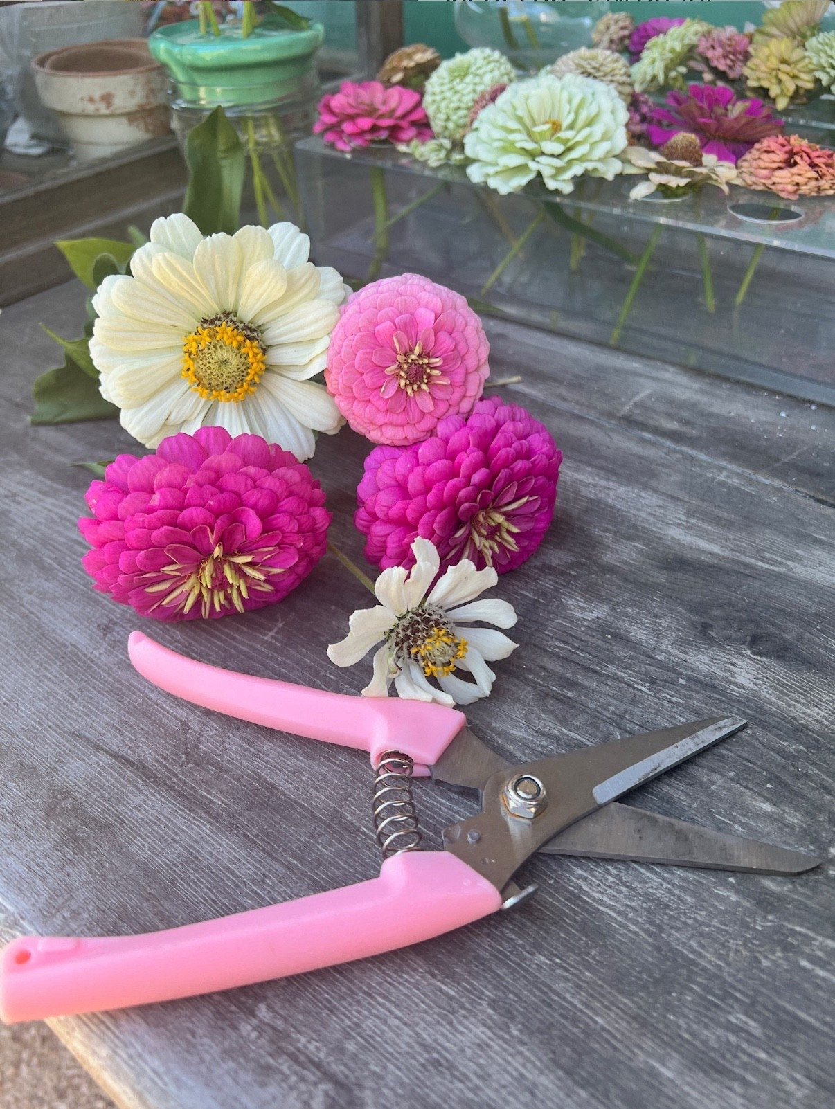 If you’re looking for great gift ideas for the gardener in your life, consider these fun garden shears! They come in a pack of two - I have them in pink but there are tons of other options 🌸

#LTKCyberWeek #LTKGiftGuide #LTKHoliday