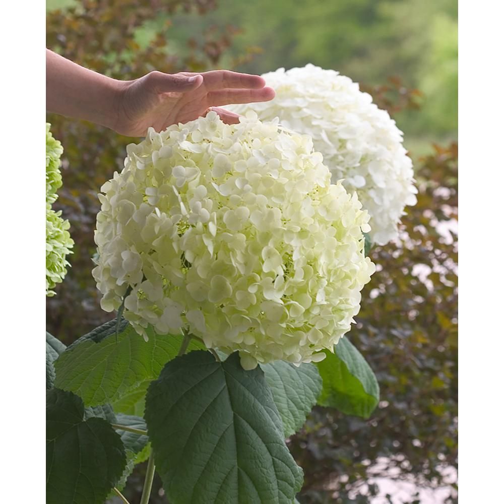 PROVEN WINNERS 1 Gal. Incrediball Smooth Hydrangea, Live Shrub, Green to White Flowers | The Home Depot