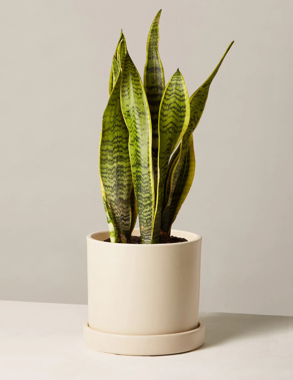Snake Plant Laurentii
    $64 | The Sill