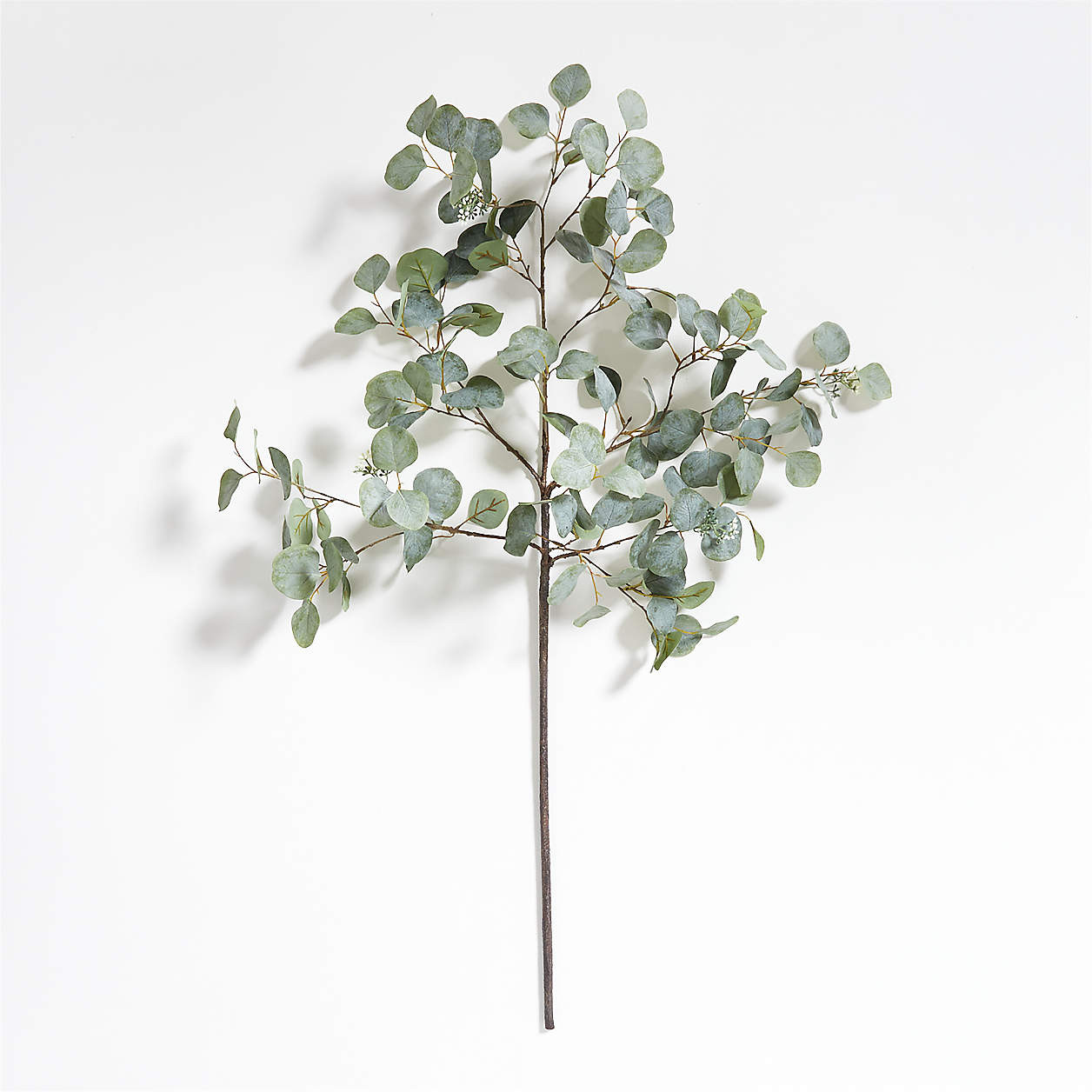 Large Faux Silver Dollar Eucalyptus Stem + Reviews | Crate & Barrel | Crate & Barrel