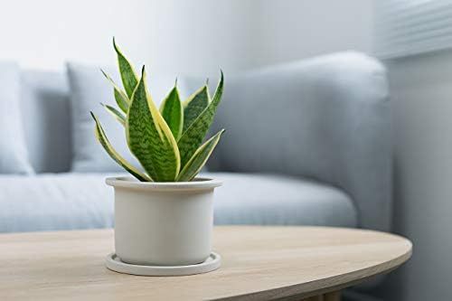 Live Snake Plant, Sansevieria trifasciata Superba, Fully Rooted Indoor House Plant in Pot, Mother in | Amazon (US)