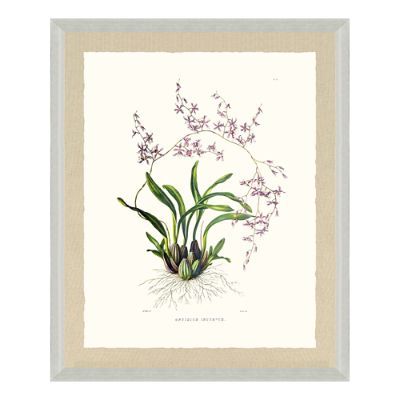 Bateman Orchid Giclée Print VII from the New York Botanical Garden Archives | Frontgate | Frontgate