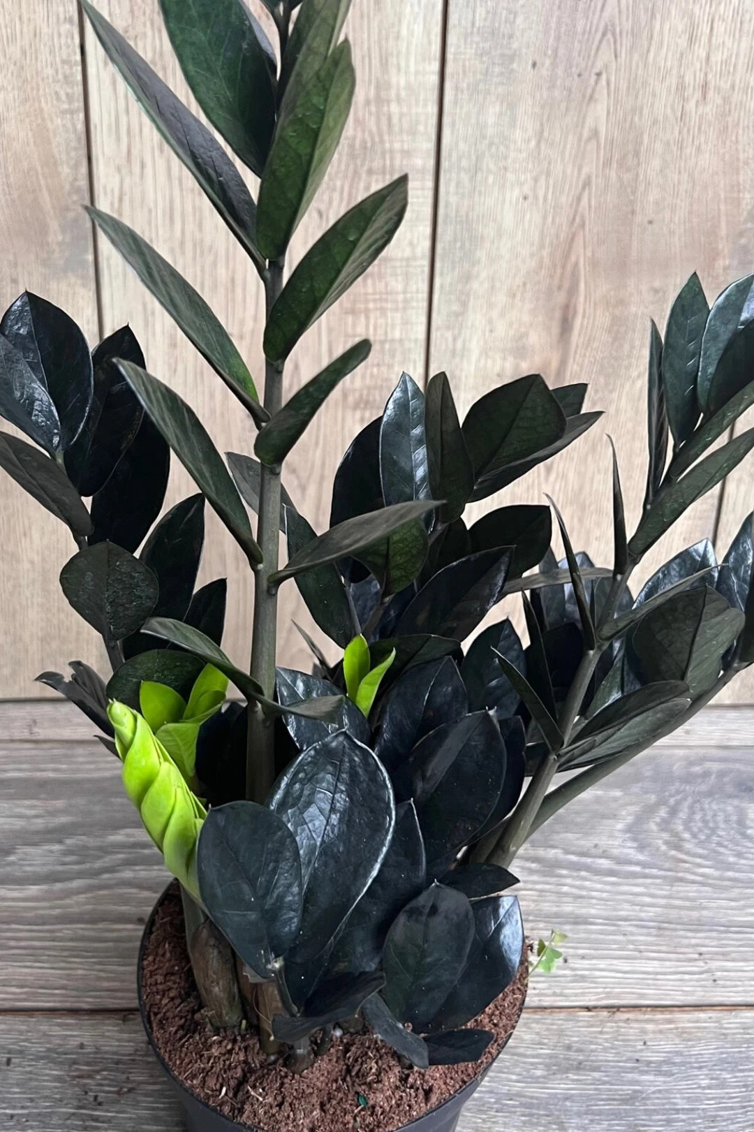 Black Raven ZZ, Dark Zz Plant in 4" Pot, Zamioculcas Zamiifolia Raven - Etsy | Etsy (US)