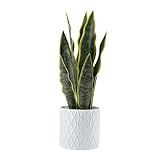 Elements Snake Plant in Pot for Bathroom Farmhouse Faux Greenery Tabletop Centerpiece Mantel Office  | Amazon (US)