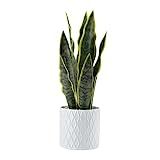 Elements Snake Plant in Pot for Bathroom Farmhouse Faux Greenery Tabletop Centerpiece Mantel Office  | Amazon (US)