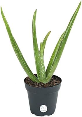 Costa Farms Aloe Vera Live Indoor House Plant, 10 Tall, Ships in 4-Inch Grow Pot | Amazon (US)