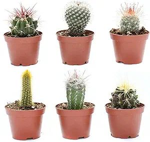 Cactus Plants Live – Small Assorted 2-Inch Cactus Plants – Fully Rooted Potted Cactus Plants ... | Amazon (US)