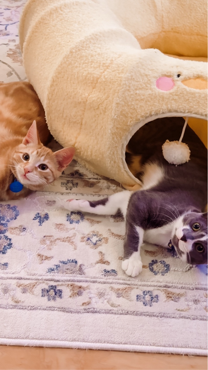 POV: risking my life (and my sense of smell) to collect a ✨precious✨ fecal sample for the vet. Luna & Bubba have no idea how glamorous cat parenthood really is 😂🐾💩
.
.
.
#BubbaAndLuna #CatsOfInstagram #KittensOfInstagram #CatMomLife #LifeWithCats #CantHaveNiceThings #CatMomChronicles #DailyChaos #PetParentProblems #VetVisit #PetHealth #RelatableReels

#LTKHome #LTKSaleAlert #LTKPets