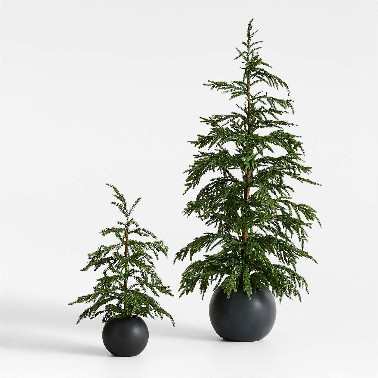 Potted Pre-Lit Norfolk Pine Tree 24" | Crate & Barrel | Crate & Barrel