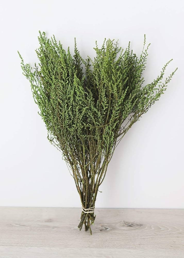 Afloral Preserved Green Stoebe Foliage | Amazon (US)