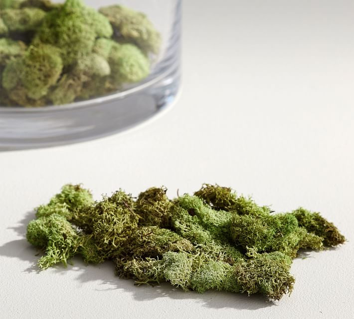 Reindeer Lichen Moss Vase Filler | Pottery Barn (US)